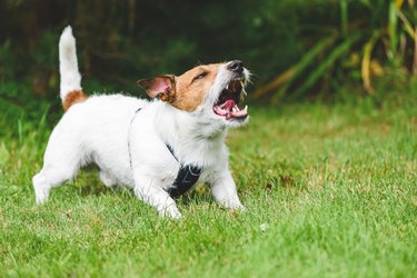 dog howling, whining and barking loudly making annoying noise at backyard