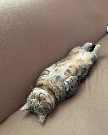 A sleeping cat is laying flat on their back.