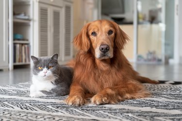 Golden retriever and british shorthair lying on carpet