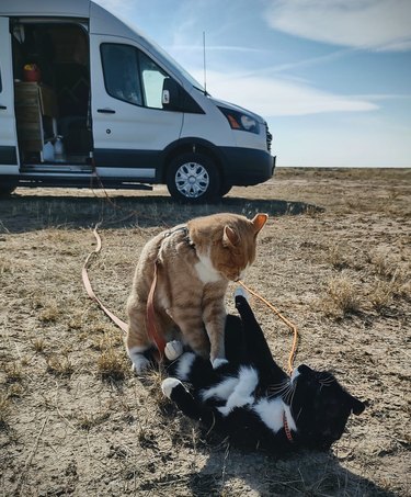 cats wrestling next to van.