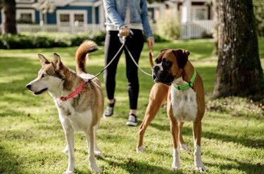 Woman holding a split, two-dog leash with a boxer and a husky on each end.