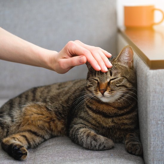 Domestic Gray Tabby Cat With An Orange Nose Is Lying On The Couch. Image Cred: Aleksandr Zubkov/ Getty Images