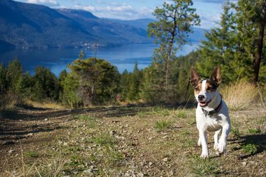 Small dog running off leash on a hiking trail with scenic lake background