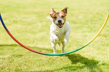 Happy dog on DIY obstacle course outdoor on sunny summer day