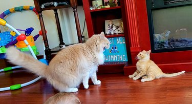 older cat startles younger cat.