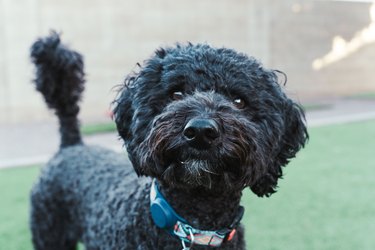 Black Barbet dog on a blurry background