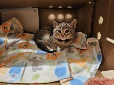 adopted kitten sitting in box.