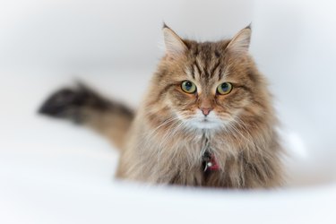 Softness Domestic Longhair Cat