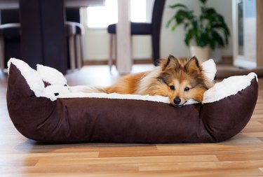 cute sheltie dog lying in bed