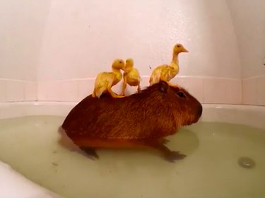 Three ducklings sitting on a capybara in a bathtub