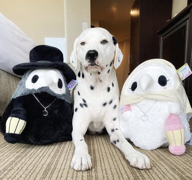 a dalmatian sitting between two stuffed toys