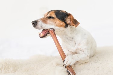 Jack Russell Terrier 10 years old - Cute little dog eats and chews with enjoyment. Doggie isolated against white background