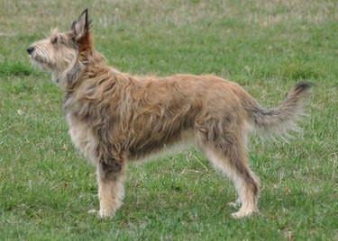 Fawn colored Berger Picard on grass