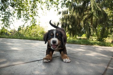 Cute puppy on patio in play position