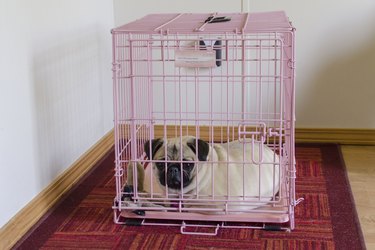 A pug in a pink crate