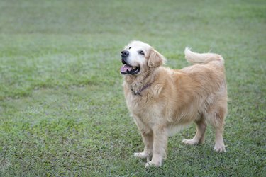 Beautiful Golden Retriever dog.