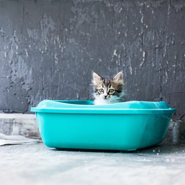 Little Siberian Breed Cat Sitting in Litter Box