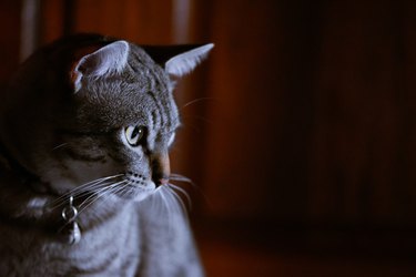 Close-up portrait of a cat looking away.