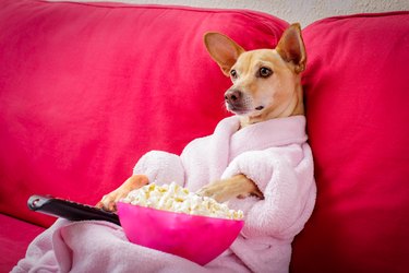 dog watching tv on the couch