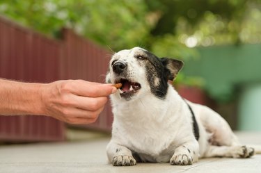 Adorable black and white dog lying, biting one kibble food from a man's hand. Close up.