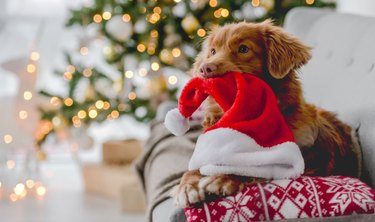 Toller retriever in Christmas time