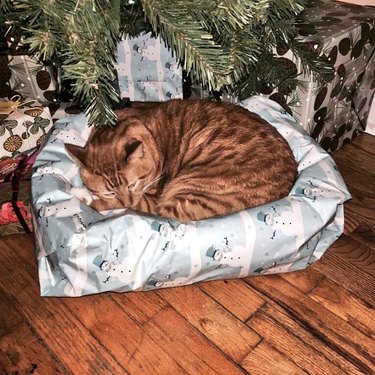 cat sleeps on cat bed wrapped in Christmas paper.