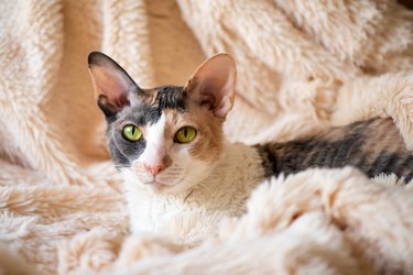 Cornish rex cat in a furry beige blanket.