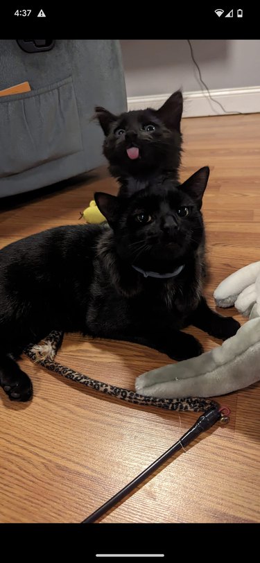 black kitten holding onto older cat.