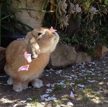 Rabbit covered in flower petals