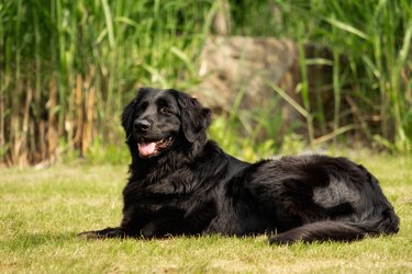 A black hovawart outdoors in nature