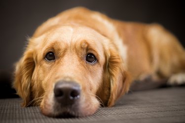 Golden Retriever looking sad