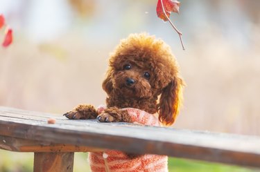 A toy poodle in autumn