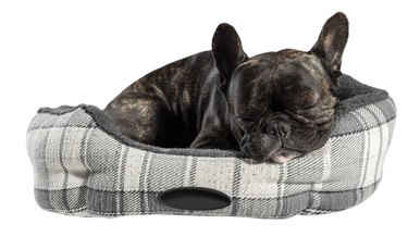 French bulldog sleep in bed