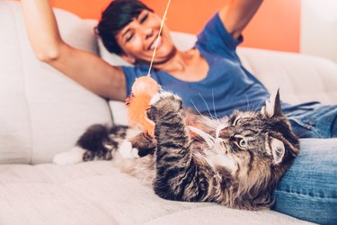 Playful Siberian Cat Enjoying Playing On Sofa With Her Owner