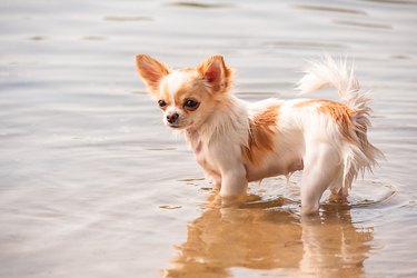 A white chihuahua stands with its paws wet in the water in the river. Chihuahua walks on the beach.