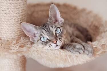 Gray Devon rex cat with blue eyes laying on hammock.