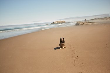 Dog on a Beach sitting