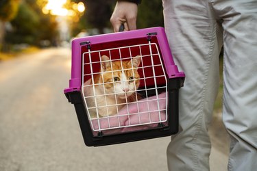 Closeup shot, man carrying cat in transporter walking on the street