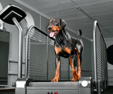 Dog training in the dog fitness club