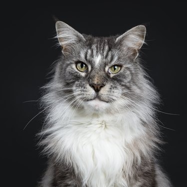 Head shot of handsome adult senior Maine Coon cat sitting facing front isolated on black background looking straight in lens