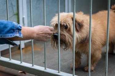 Abandoned dog in animal shelter. Hope for pet adoption. Female hand touching a dog in cage.