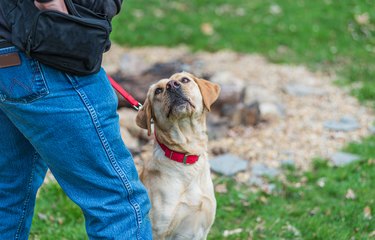 Yellow Labrador retriever sitting and looking at owner before being fed a treat from a food pouch