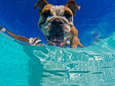 Bulldog looking at the pool