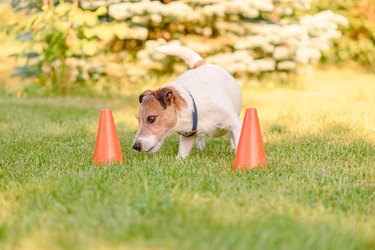 Dog training to follow scent trail in scentwork training school