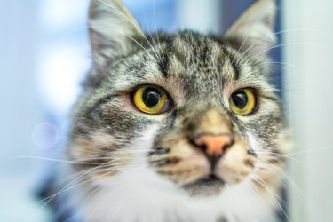 Portrait muzzle of surprised gray spotted cat with piercing look, stares, looks