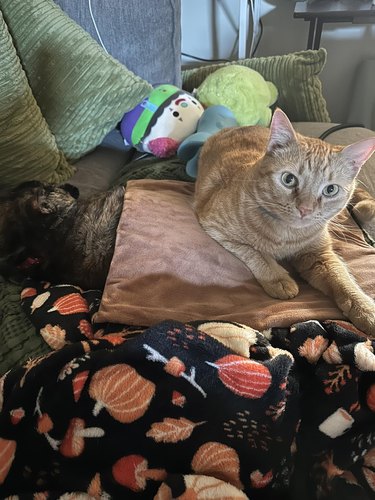 orange cat sleeping on heated blanket.