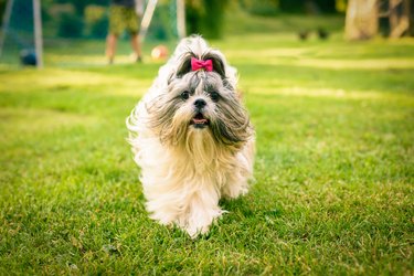 Shih tzu dog