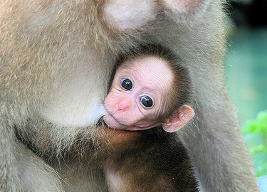 baby monkey