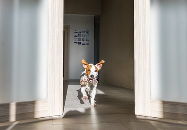 Dog with toy running at home. Puppy jack russell terrier