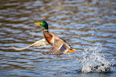 Iridescent Drake Mallard Duck Gains Altitude After Splashy Jump Off a Pond